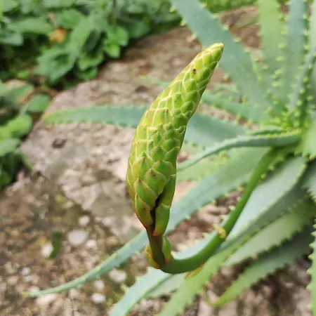 Liotrivi Olive Press 펜션 *